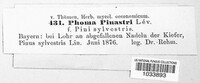 Pleurothyriella pinastri image